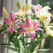 bouquet of lilies near a window